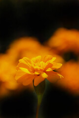 色鮮やかなマリーゴールド