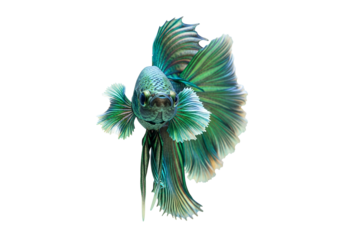 A striking betta fish, showcasing vibrant teal and emerald hues, is presented against a stark black backdrop.