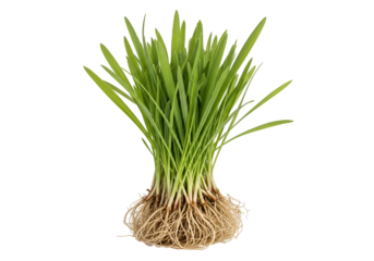 Freshly sprouted grass with visible roots, illuminated against a black background, displays a vibrant green color palette and a natural, healthy essence.