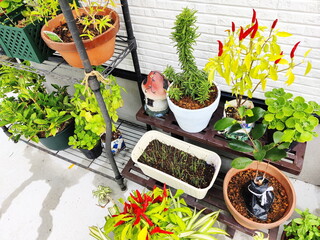 自宅の庭やベランダで育てられている多様な植物が写された写真です。唐辛子やローズマリーなどのハーブ類が鉢植えで育てられており、園芸の様子が伝わってきます。