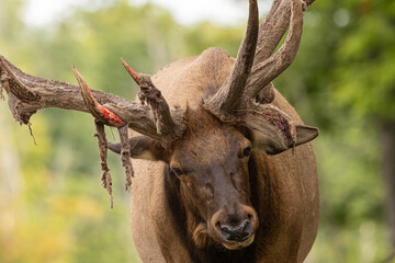 Wapiti Elk Shedding Velvet Close-Up (Cervus canadensis)