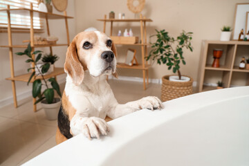 Cute Beagle dog near bathtub with soap foam at home