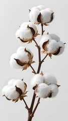 Cotton branch with fluffy white cotton bolls isolated on light background