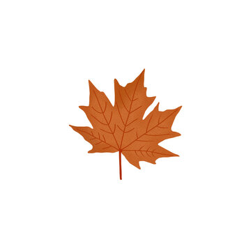 Transparent png om mapple leaf