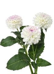 Beautiful dahlia flowers on white background