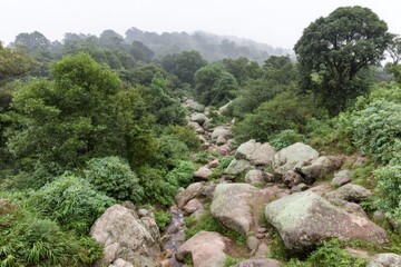 Misty mountain valley, rocky stream. Lush foliage,  dense vegetation