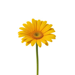 Naklejka premium sunflower isolated png, bright yellow sunflower png, blooming sunflower flower png, single sunflower blossom png, sunflower with stem png, sunflower close up png, sunflower bouquet png, decorative sun
