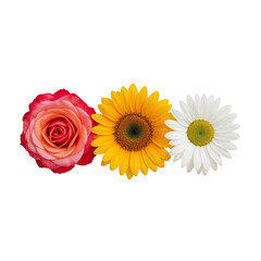 colorful flowers png image, cute flower illustration png, realistic flowers png, tropical flower png, blooming flowers png, hand drawn flowers png, beautiful flowers png, flower bouquet png, flowers