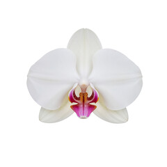 white lily flower png, blooming white lily png, white lily blossom png, isolated white lily png, elegant white lily png, tropical white lily png, white lily petals png, exotic white lily png, realisti
