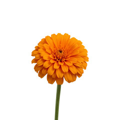 orange flower png image, bright orange flower illustration, realistic orange flower png, cute orange flower clipart, orange flower with leaves png, tropical orange flower png, hand drawn orange flower