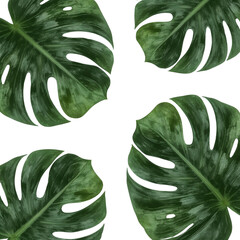 Monstera deliciosa isolated png, tropical monstera plant png, monstera leaf closeup png, green monstera leaves png, tropical house plant png, monstera indoor plant png, exotic monstera leaf png