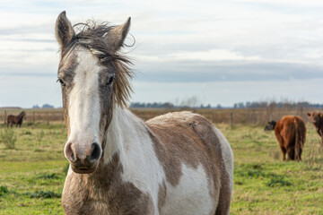 Fototapeta premium horse in the field