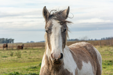 Obraz premium horse in the field