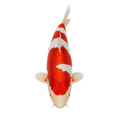 clown fish isolated png, orange clown fish png, tropical clown fish png, clown fish illustration png, clown fish cartoon png, colorful clown fish png, clown fish underwater png, exotic clown fish png