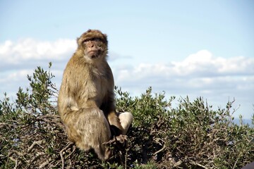 Image of the monkeys of the Rock of Gibraltar, also known as Barbary apes.