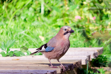 The jay is a bird of the genus Jay of the family Corvidae of the order Passeriformes.