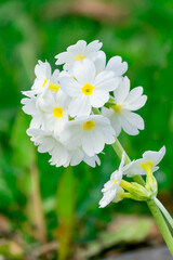 Primula finely toothed white Alba is a charming delicate primrose.