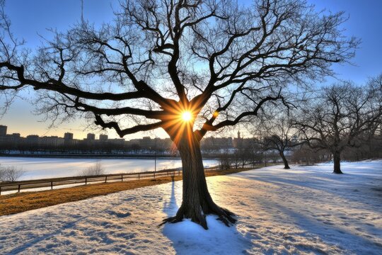 Winter sun through bare branches, snow-covered landscape