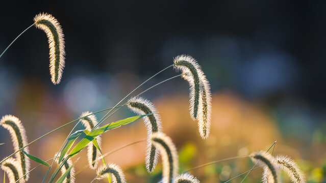 Back lit Fox tail grass in autumn time also known as autumn grass.