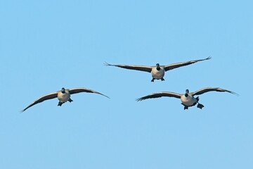  Flock of geese flying toward camera.