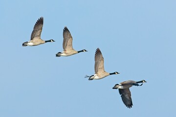   Canadian geese flying in the blue sky.