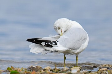  California gull preens itself.