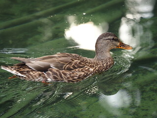 Female mallard duck swimming in pond