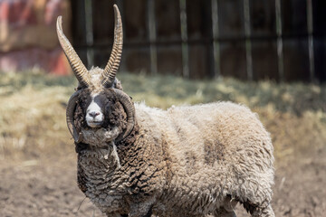 Jacob Sheep Four Horns Ovis aries