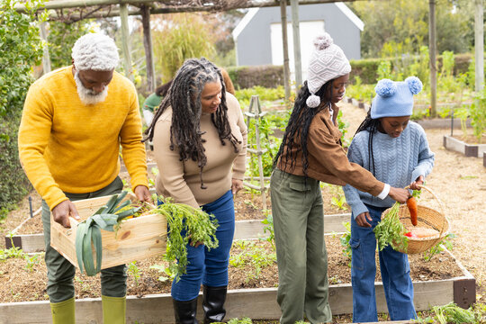 African American family harvesting vegetables at raised beds holding wooden crate and wicker basket