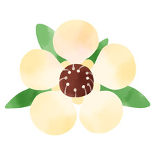 Manuka flowers and leaves watercolor illustration