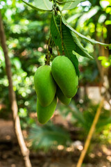 Green raw mangoes  fruit on tree in the Thai farmer's garden