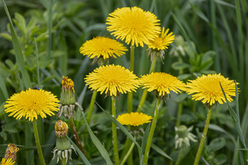 Dandelion Taraxacum officinale