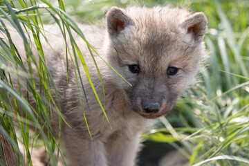 Gray Wolf Pup Canis lupus in Grass