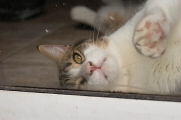 Cat lying and stretched out behind the window