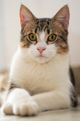 Portrait of a cat with an attentive look