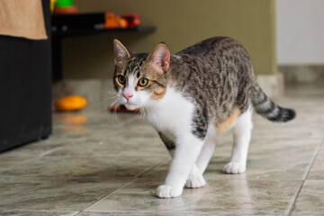 Portrait of a cat walking in a house