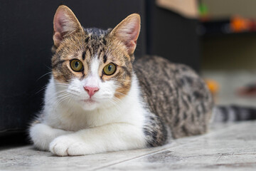 portrait of a cat