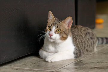 Portrait of an adorable cat lying on the floor on all fours