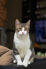 Portrait of a cat sitting attentively on a sofa