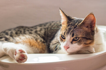 Portrait of a cat lying on a bench
