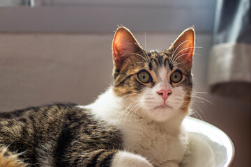 Portrait of a lying cat