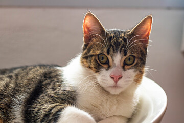 Portrait of a cat lying down looking straight at the camera