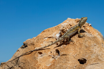 Australian Dwarf Bearded Dragon basking