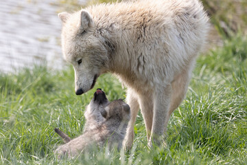 Wolf Mother with Pups Canis lupus arctos in Grass