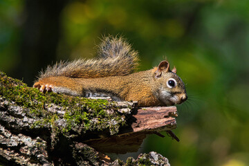 American Red Squirrel.