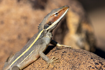 Australian Long-nosed Dragon baskin on rock
