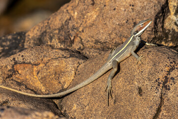 Australian Long-nosed Dragon baskin on rocks