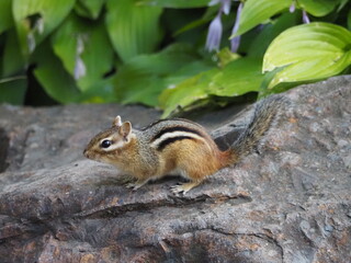 Chipmunk standing on rock in garden