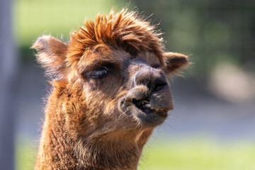 Alpaca Vicugna pacos Closeup Portrait