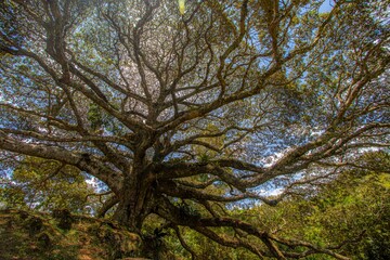 árvore centenária, Jatobá, Hymenaea courbaril